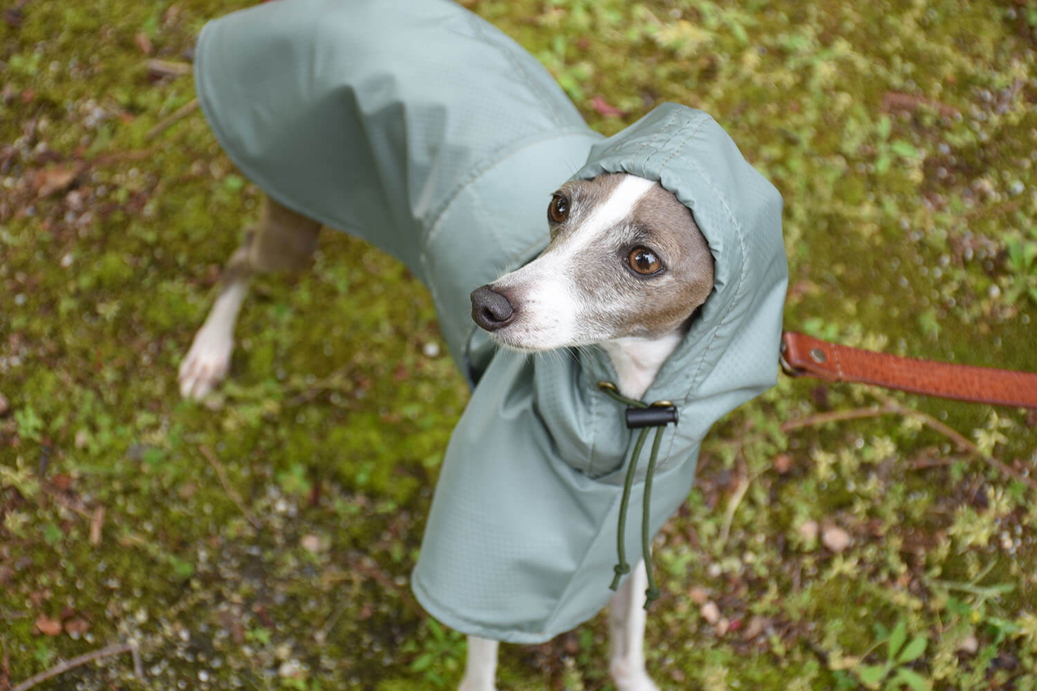 か*ち様 イタグレ用コート ig WORKS ハーネスでも着用可 Sサイズ か