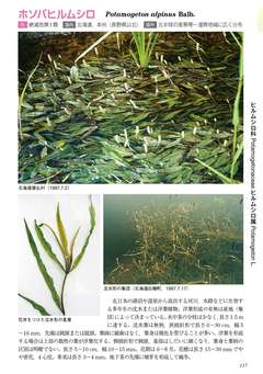 ホソバヒルムシロ ホソバヒルムシロ - 水草オタクの水草がたり．