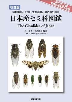 週末限定セール 昆虫標本 ヤクシマエゾセミ 週末限定セール 昆虫標本