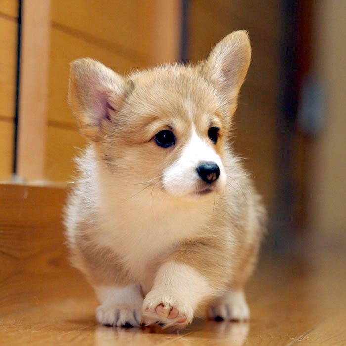 コーギー パピー 子犬 ガラスのカッティングボート 【公式通販】