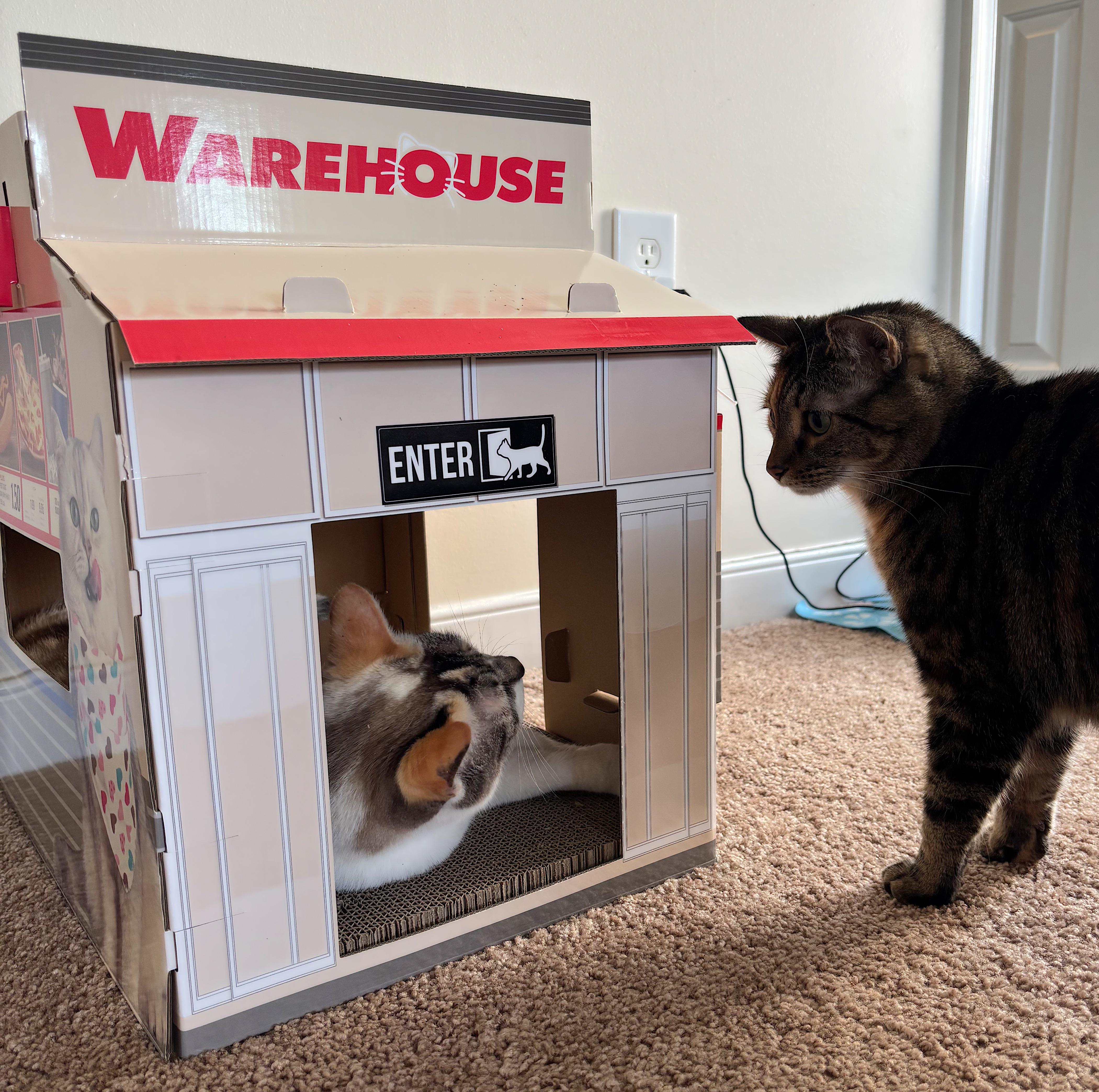 Cats love the warehouse scratching toy. : r/Costco
