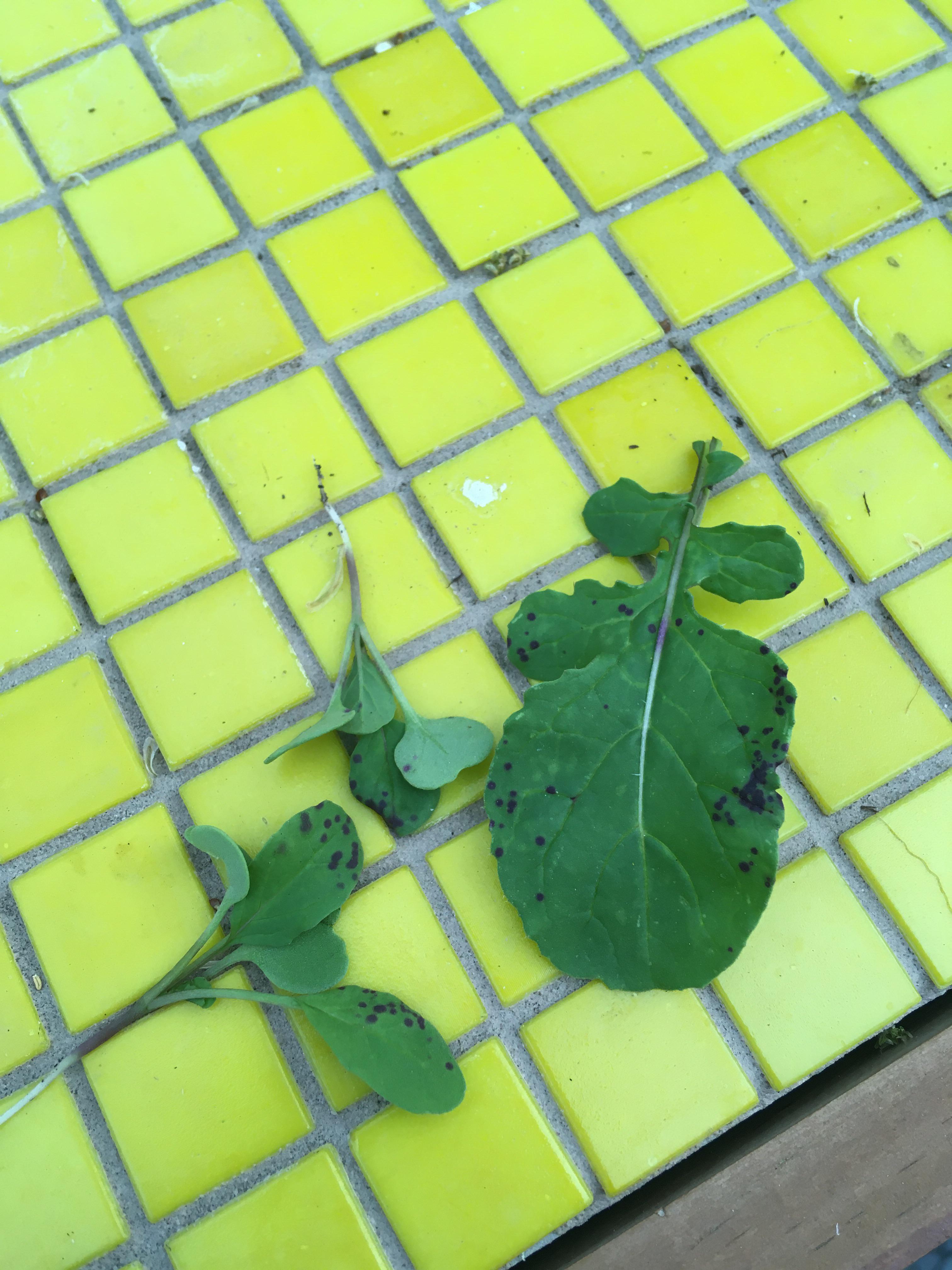 ルッコラにこんな紫色の斑点があるんだけど、何これ？ : r