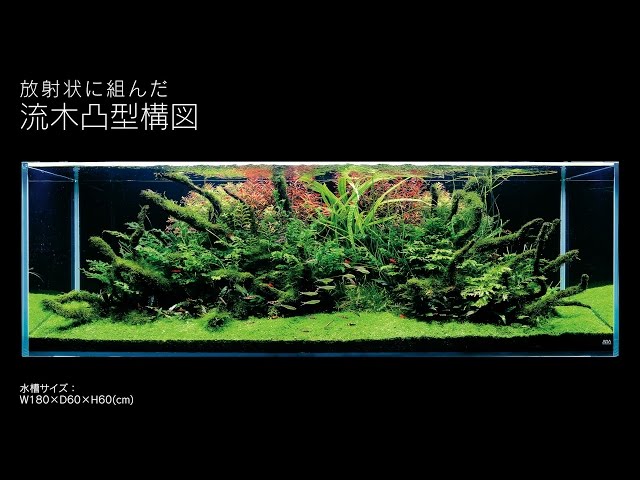 ADAview] 180cm水槽レイアウト 流木凸型構図編 - YouTube