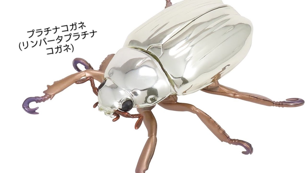 22mm】リンバータプラチナコガネ 標本ウグイスコガネタマムシ