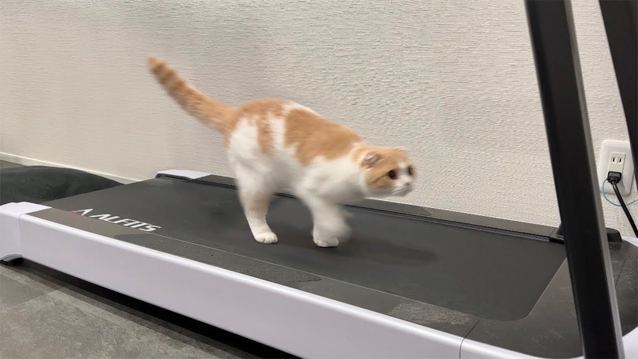 HappyDays キャットランニングマシン M 猫用玩具 cat 車用品・バイク