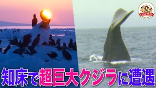 The size of two buses] Encounter a gigantic 18-meter sperm whale