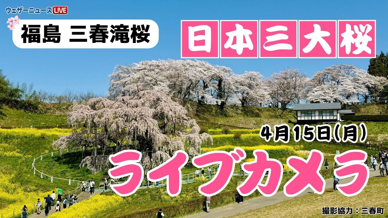 なんと‼️今だけ特別価格【期間限定商品 貴重品】日本三代桜 三春滝桜
