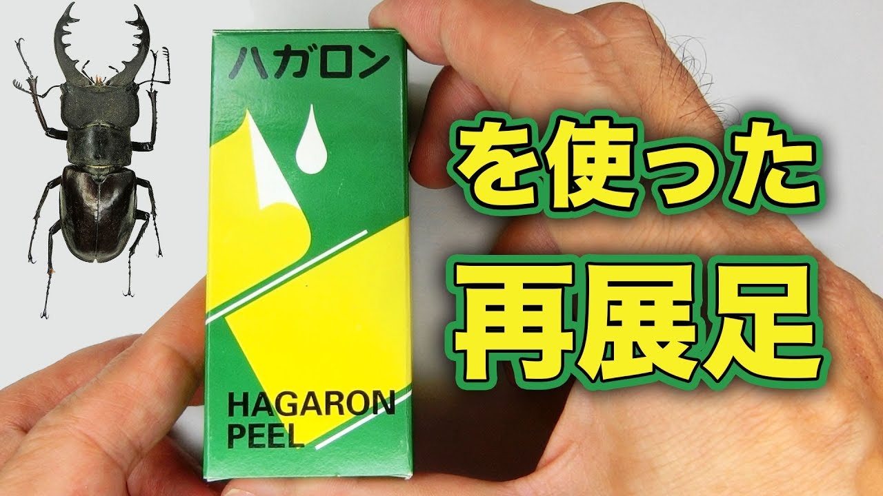 未展足83mm】ギガンテウスシワバネクワガタ 昆虫標本 ニジイロクワガタ