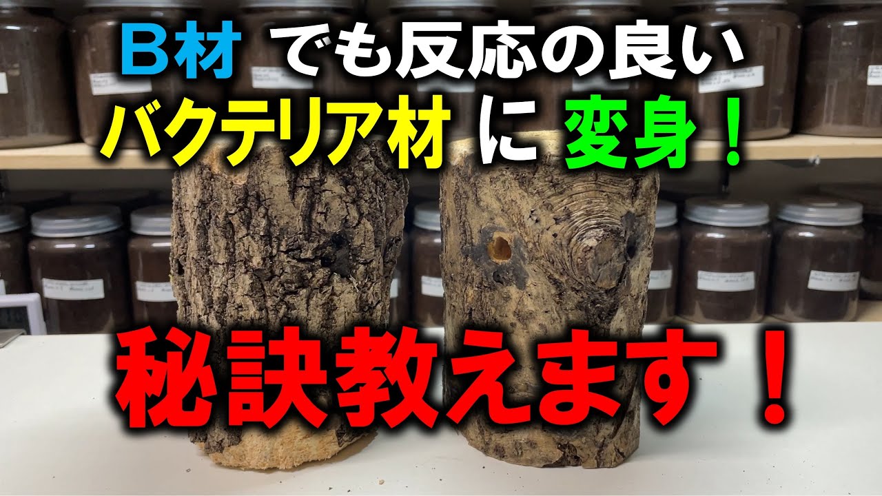 We will teach you the secret to making bacterial materials that