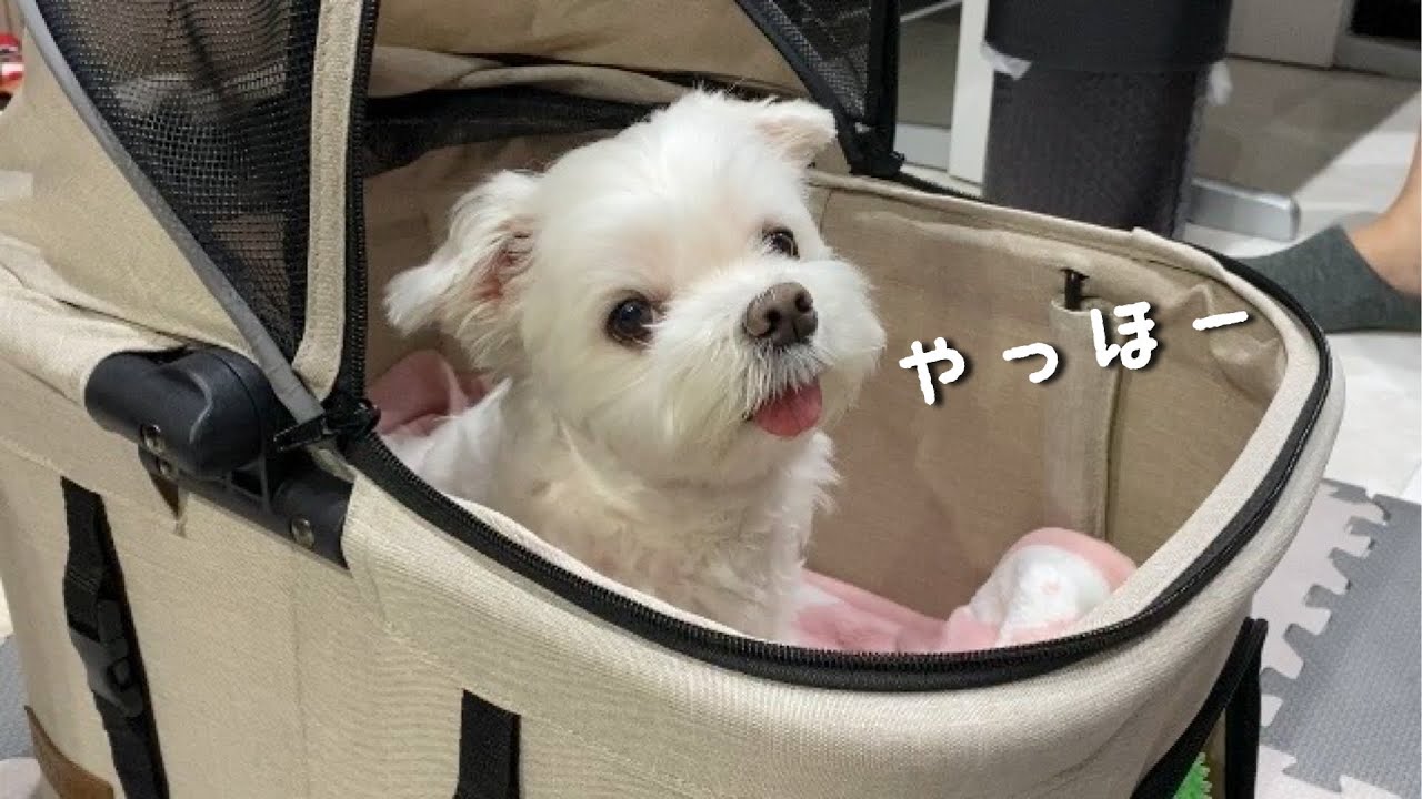 ペットカート nana I bought a new super compact car for my dog ​​and
