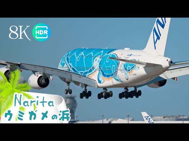 ANA フライングホヌ A380 1号機2号機3号機ラニカイラー 機内販売限定