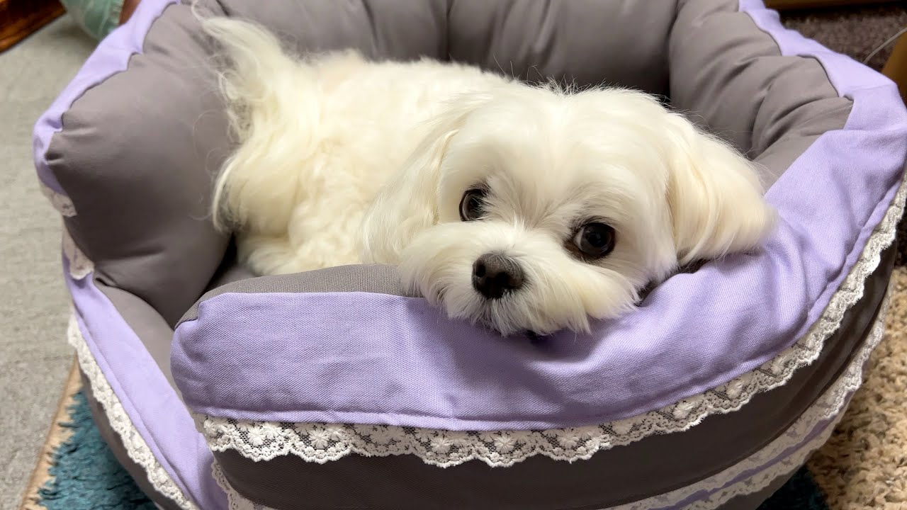 犬 ペット ベッド 優☆ ハンドメイド 犬 ペット ベッド 優