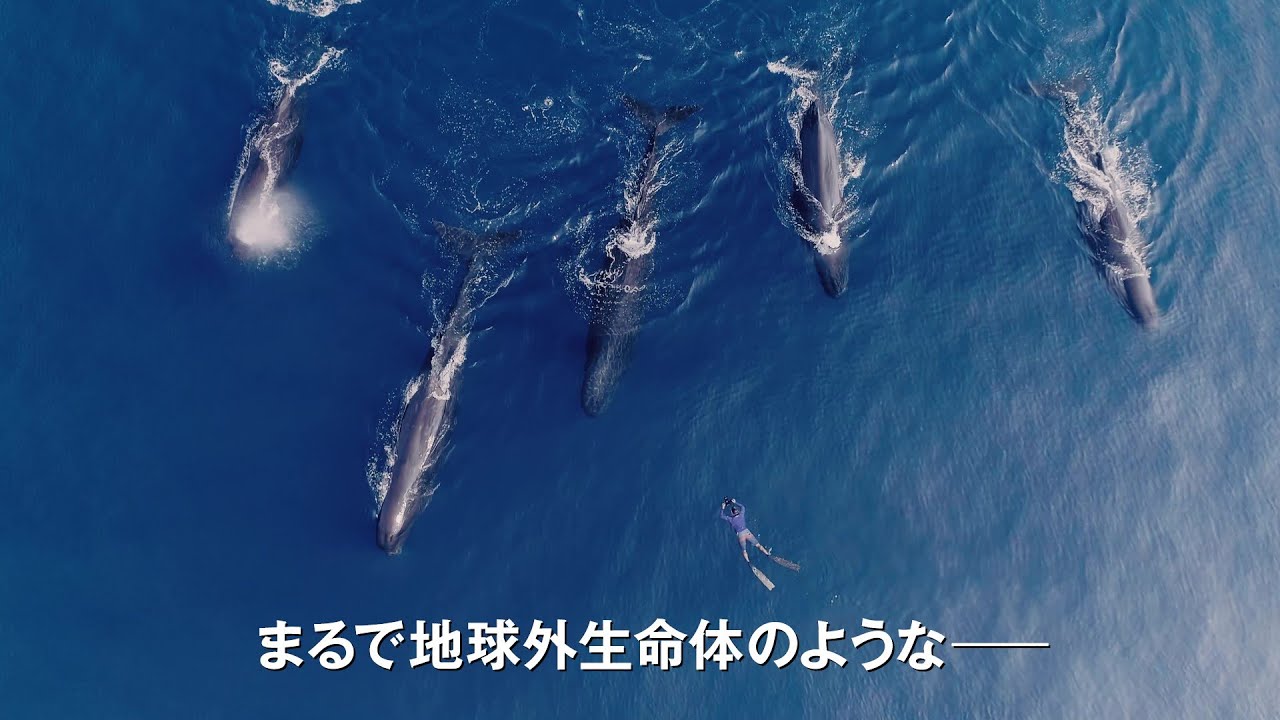 クジラに魅せられたカメラマンと2組のクジラの友情物語『パトリックと