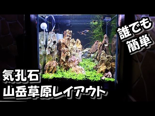 誰でも綺麗！凹型山岳レイアウト【30㎝キューブ水槽】気孔石山岳草原