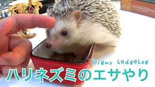 ハリネズミのエサやり！Feeding pigmy hedgehog - YouTube