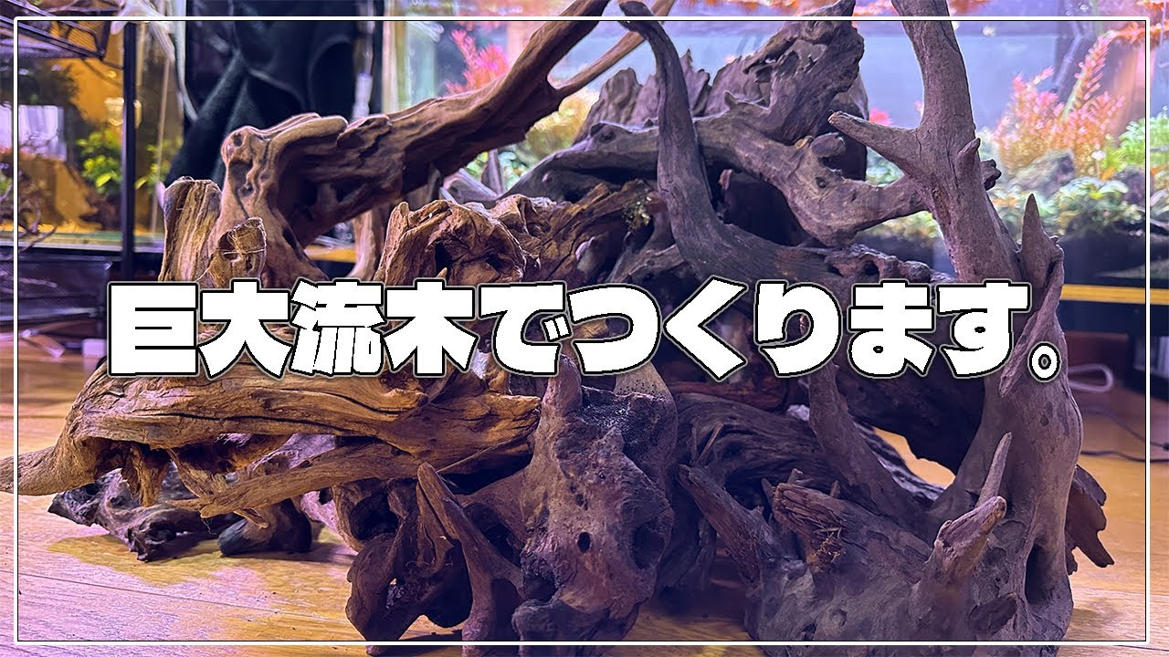 60cm Aquarium] How to make a driftwood layout in a GEX 60cm high