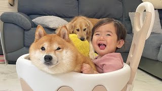 1歳児よりも上手に乗りこなしてしまう豆柴が可愛すぎました - YouTube