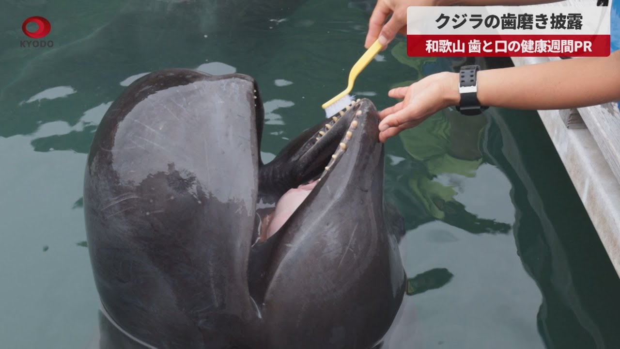 鯨の歯 O-821】希少 鯨歯 抹香鯨 マッコウクジラ 歯 鯨牙 牙 クジラ