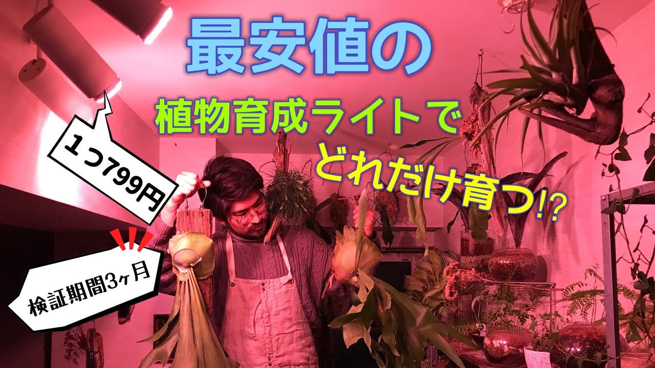 Lowest Price! [799 Yen] Super Cheap Plant Grow Light: How