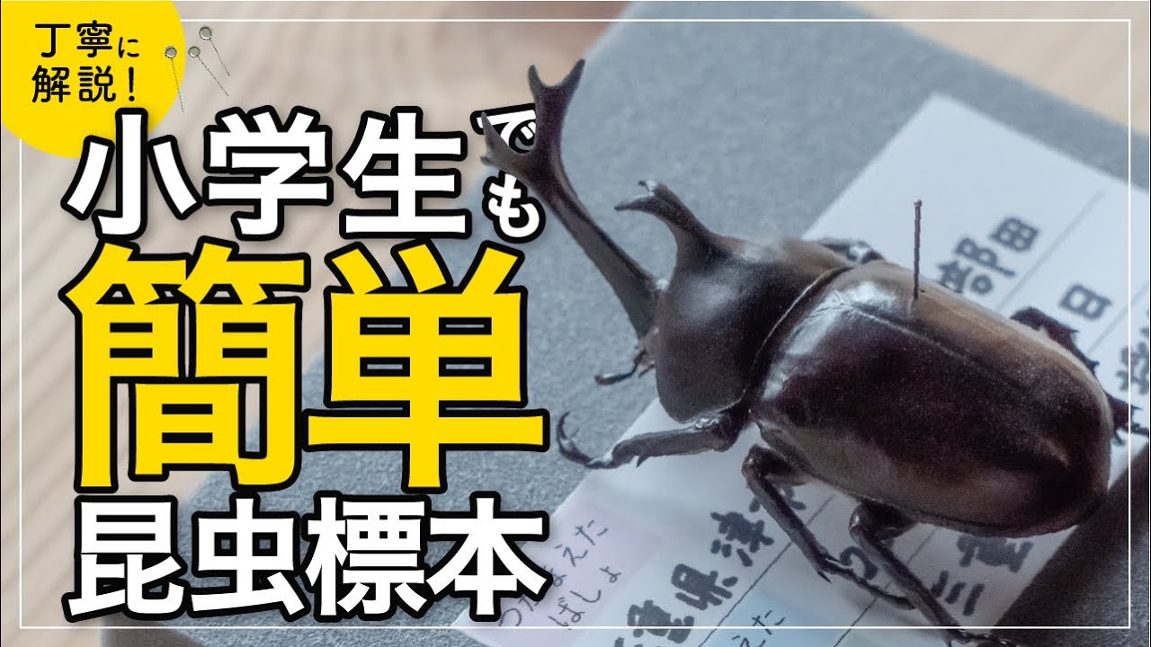 カブトムシ 昆虫標本の作り方【初心者向け・小学生でもできる】 - YouTube