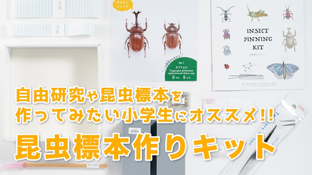 昆虫標本づくりキット 自由研究にオススメ！必要な道具がすべてそろっ