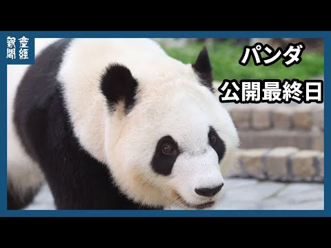 アドベンチャーワールドパンダ、最後の公開日にファン集まる - YouTube
