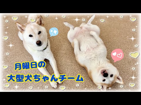 Dog Kindergarten] Shichikuyama Branch 🐾Monday Large Dog Team