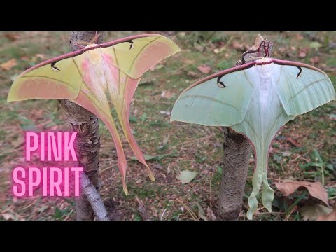 Pink Spirit Moth - Mythical Insect - Actias rhodopneuma