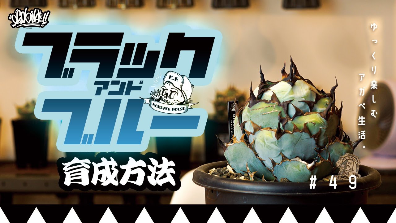 How to grow Agave Black and Blue! How to grow it into a ball shape