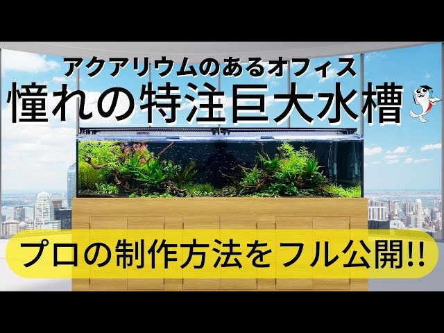 Total of XXX million yen!!] The making of a gigantic 240cm aquatic
