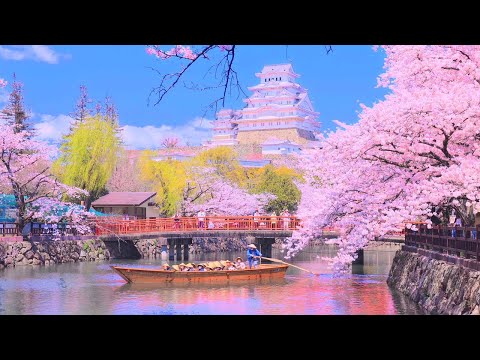 桜と姫路城の風景画 屏風式 日本画 1995年 桜と姫路城の