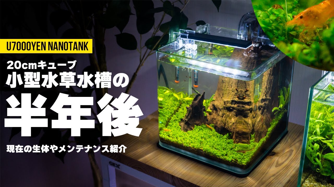 KOTOBUKI 25㎝キューブ水槽飼育セット KOTOBUKI 25㎝キューブ水槽飼育