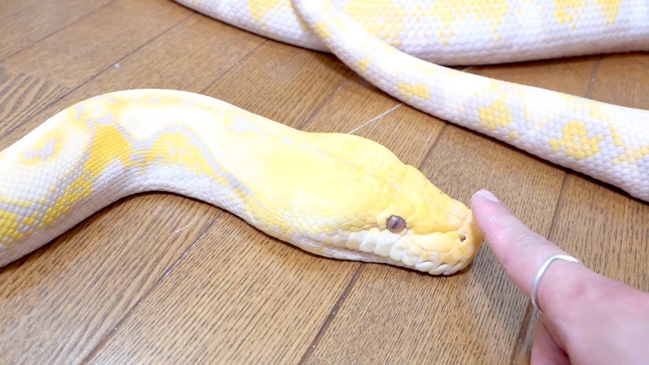 Its face] This is what the biggest snake in my house looks like