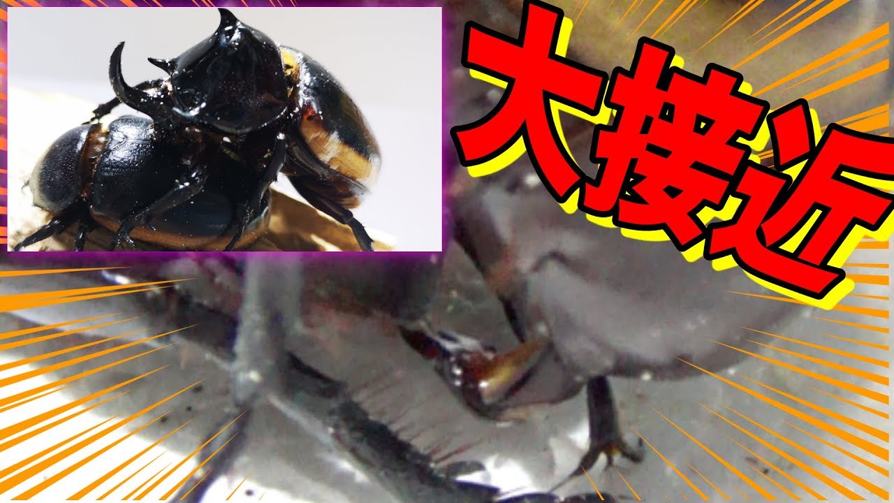 We were able to capture a rare moment of a cool five-horned