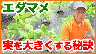 4 tips for growing edamame in your home garden or farm to help