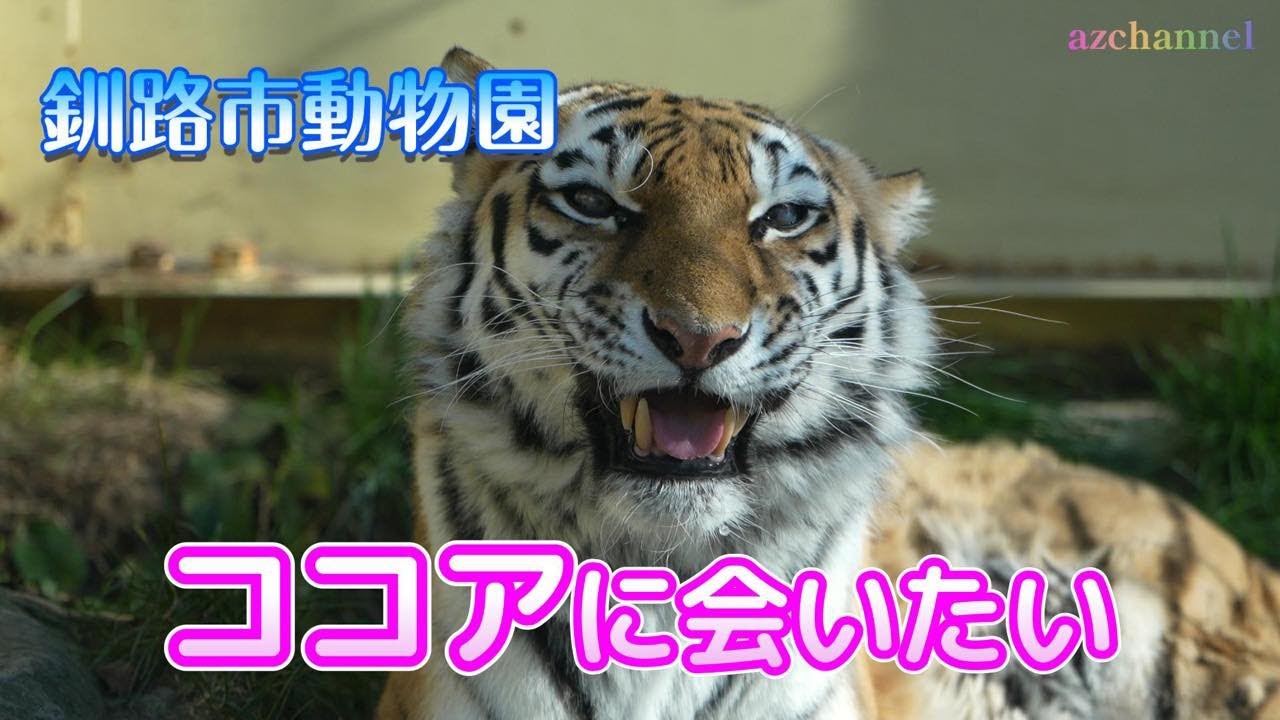 釧路市動物園アムールトラ】ココアに会いたい🐯☕️miss Cocoa. Cocoa