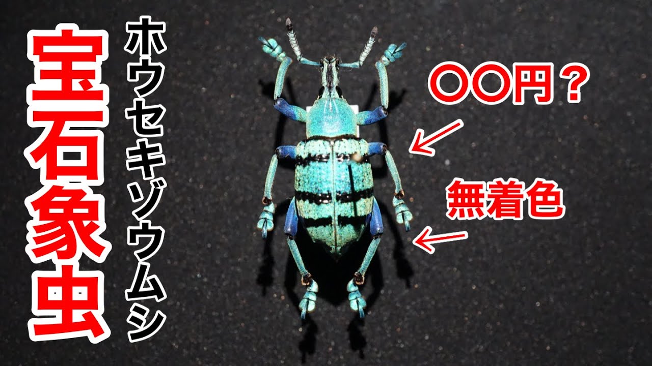 ゆるゆる昆虫標本紹介】インドネシアのゾウムシが美しすぎる【ホウセキ