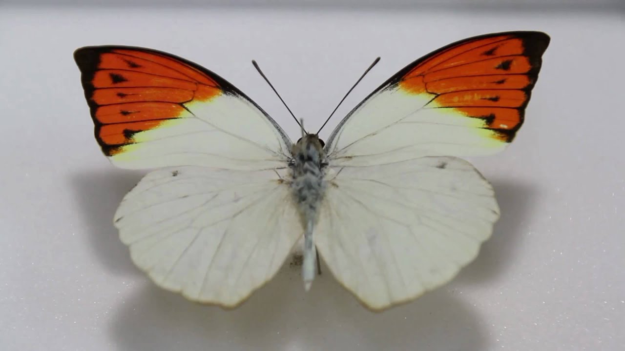 新春価格‼️ツマベニチョウ♂♀標本☆ブータン王国産☆入手困難地域