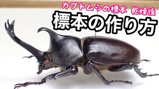 カブトムシ 標本の作り方 後編 乾燥後の管理方法【クワガタ飼育