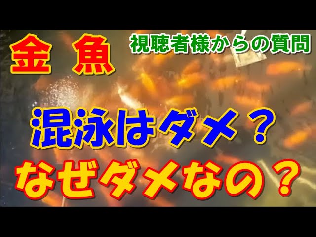 金魚 らんちゅうと琉金の混泳は避けたほうが良いですか？ - YouTube