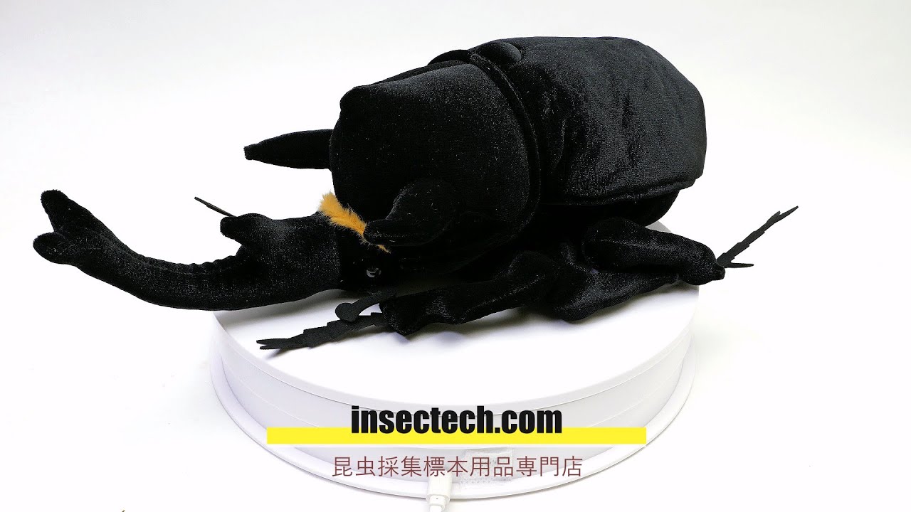 エレファスゾウカブト♂117mm 標本 エレファスゾウカブト 117mm 標本 <0824z昆虫標本> 【昆虫標本