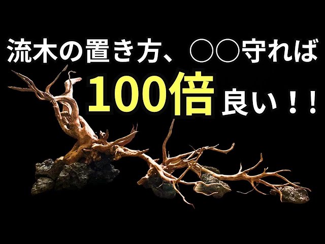 Anyone can learn how to create a driftwood aquarium layout by