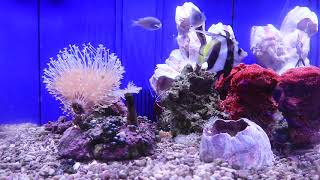 世界のとれたて海水魚(通信販売)の日海-web.com<日海センター