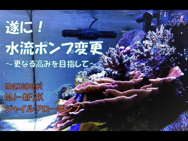 New water flow pump! Maxspect MJ GF2K [Saltwater fish tank] - YouTube