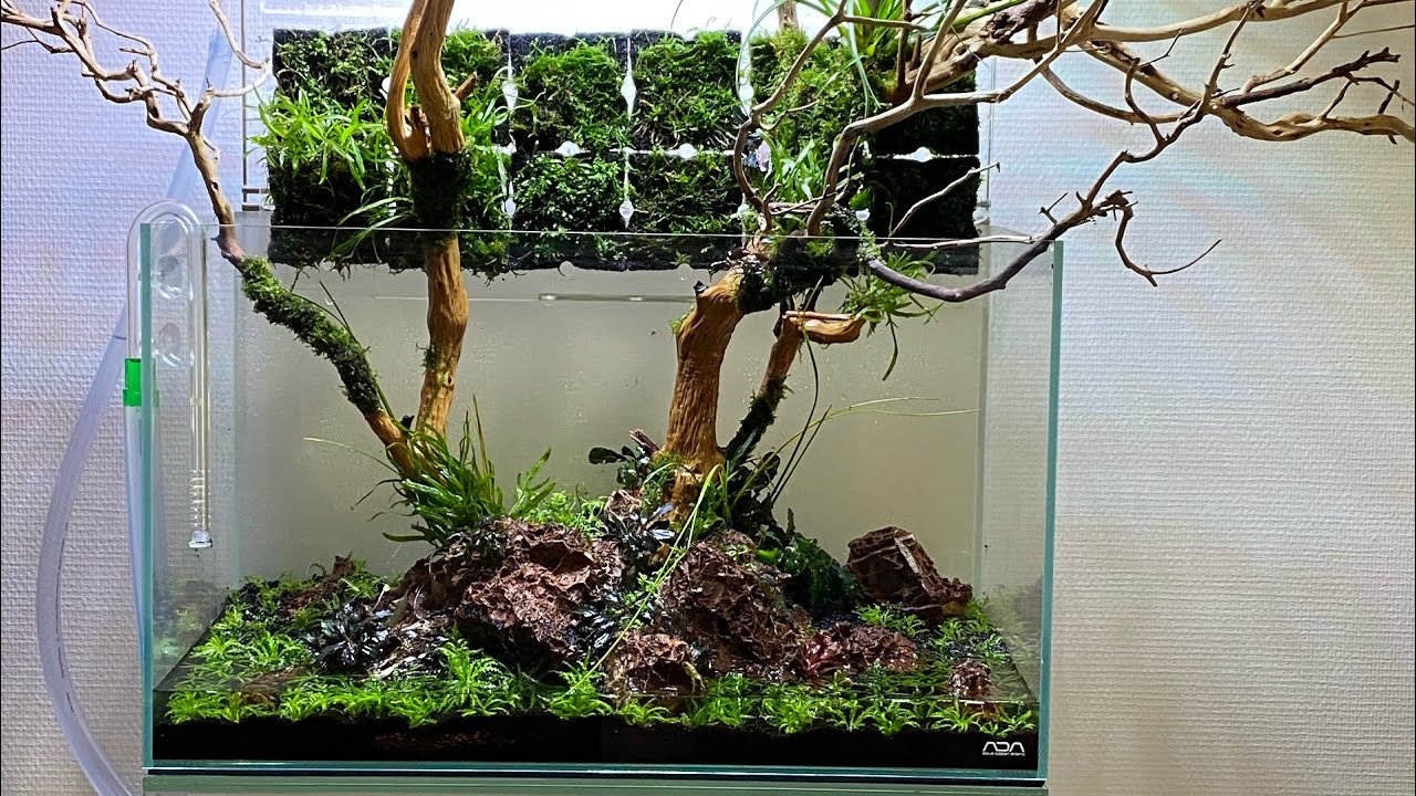 ADA DOOA 侘び草ウォール60 アクアテラリウム用品激レア【ADA DOOA