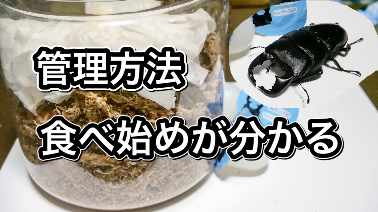 菌糸ブロック 10個 ヒラタケ クワガタ 幼虫餌 ビギナーから上級者まで