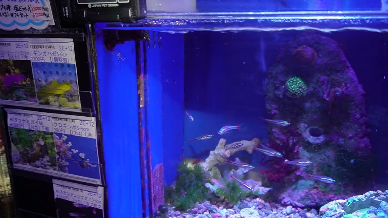 bj74】かんたん槽 水槽 日海センター NK45 中古 海水魚用 かんたん槽