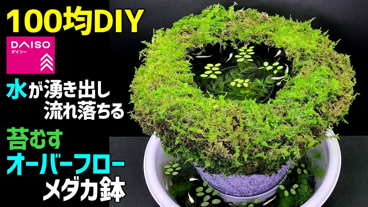 信楽焼 手作りめだか鉢 水連鉢 ビオトープ 直径55㌢ 信楽焼 手作り