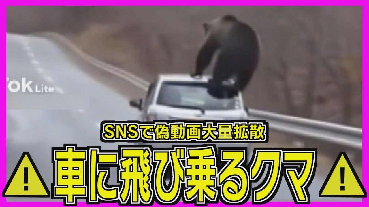 注意】車に飛び乗ったクマ SNSで偽動画が大量拡散 見抜くポイントは