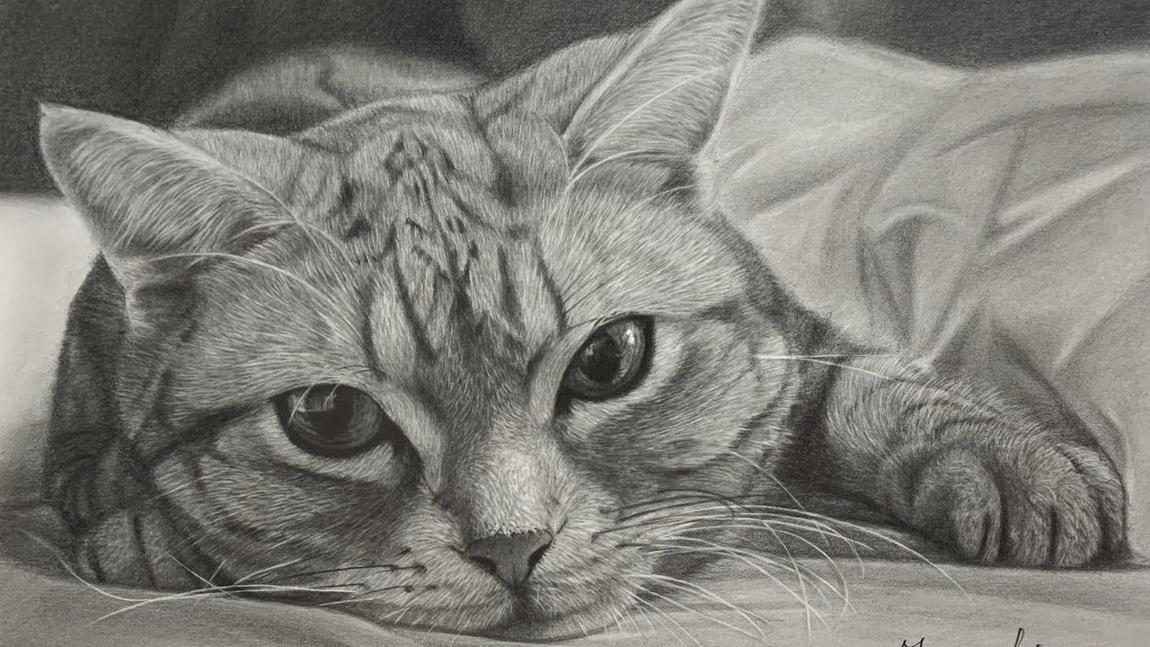 箱入り猫 鉛筆画 箱入り猫 鉛筆画 白と黒の猫の鉛筆クロッキーのイラスト